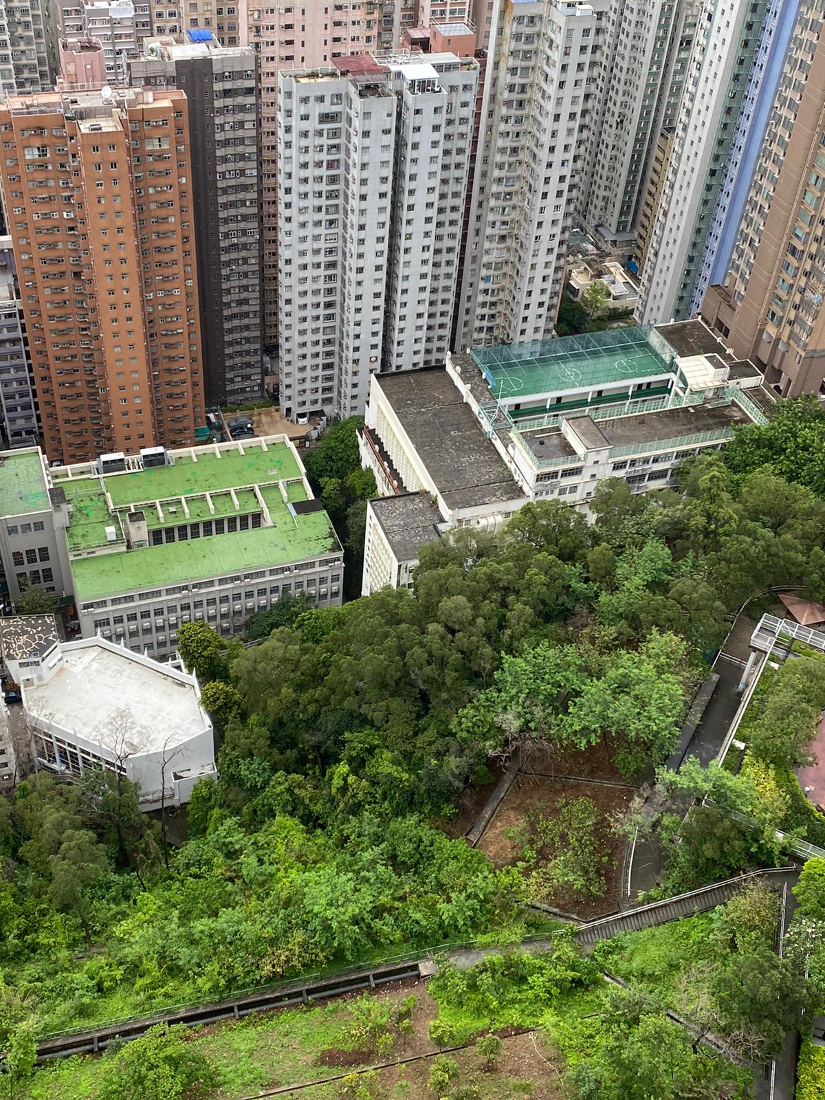 楓林花園 楓林花園